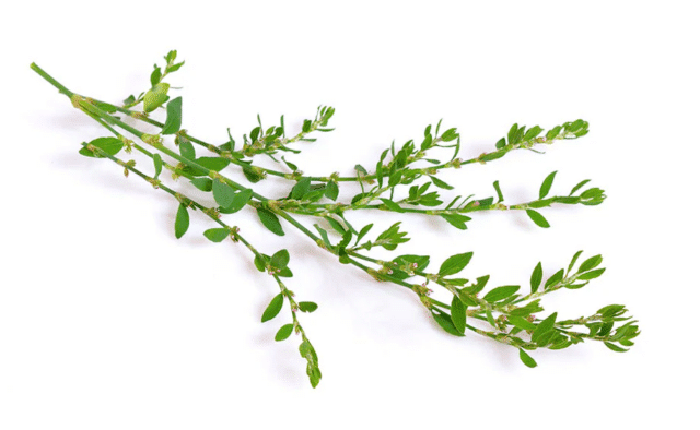 Centinodia
